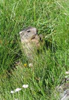 Marmot