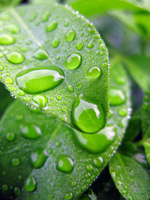 Water Drops - ©Key