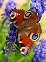 Peacock Butterly