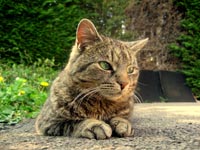 Puss - ©ßSteffie