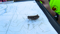 Graham The Grasshopper